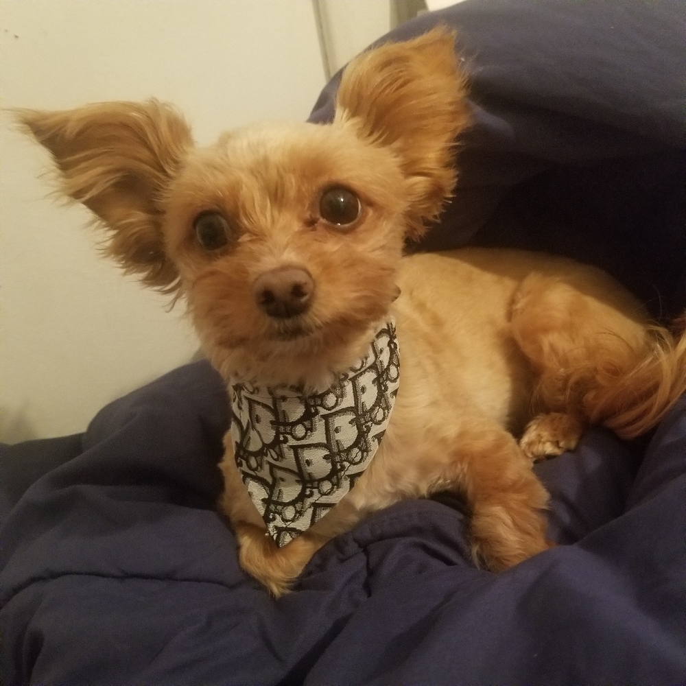 Fashionable Dog Collar